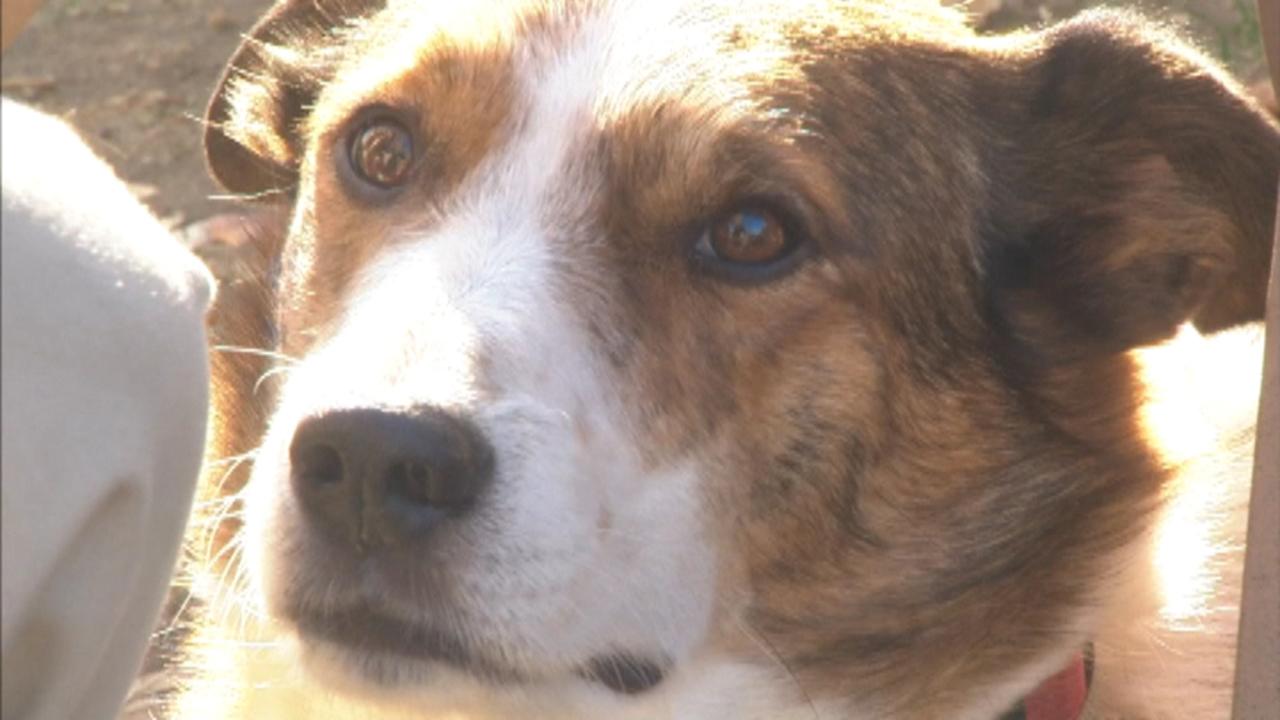 Dog helps owners get sober from meth addiction