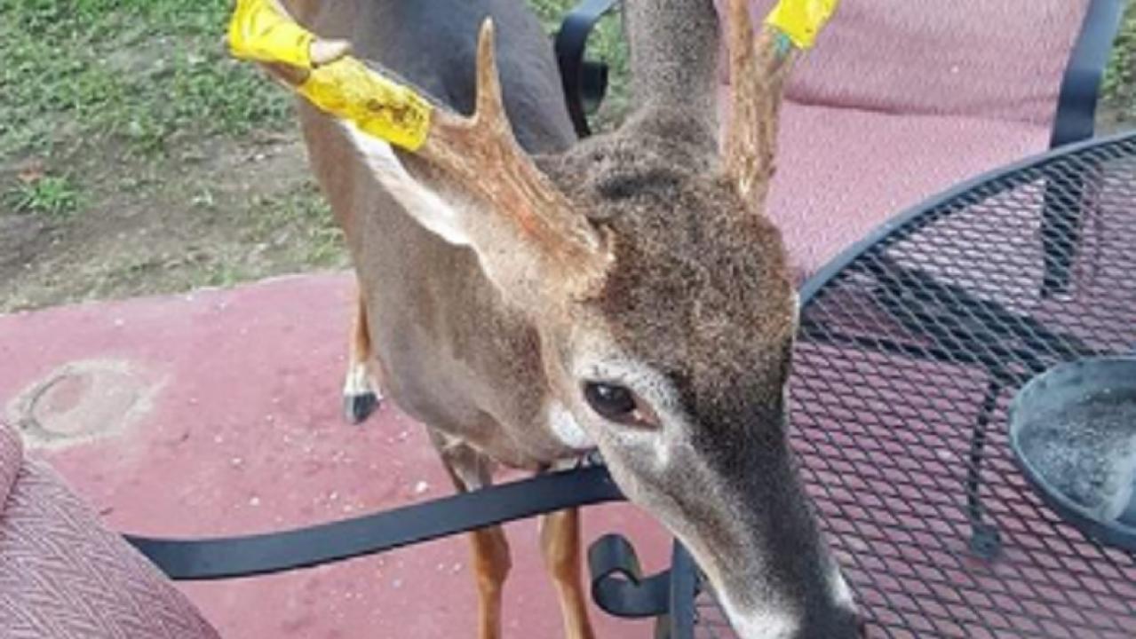 Family wraps yellow tape around pet deer to stave off hunters