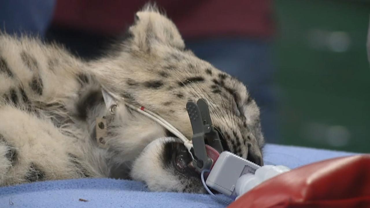 Snow leopard cub undergoes eye surgery at Sacramento Zoo