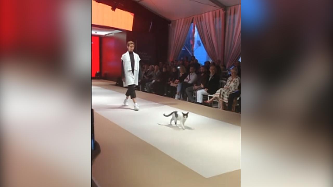 Cat goes viral for impromptu runway debut in Turkey