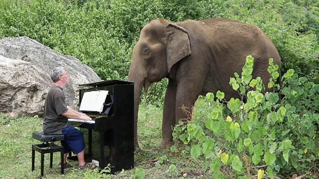 Man plays piano to soothe elephants at Thailand sanctuary