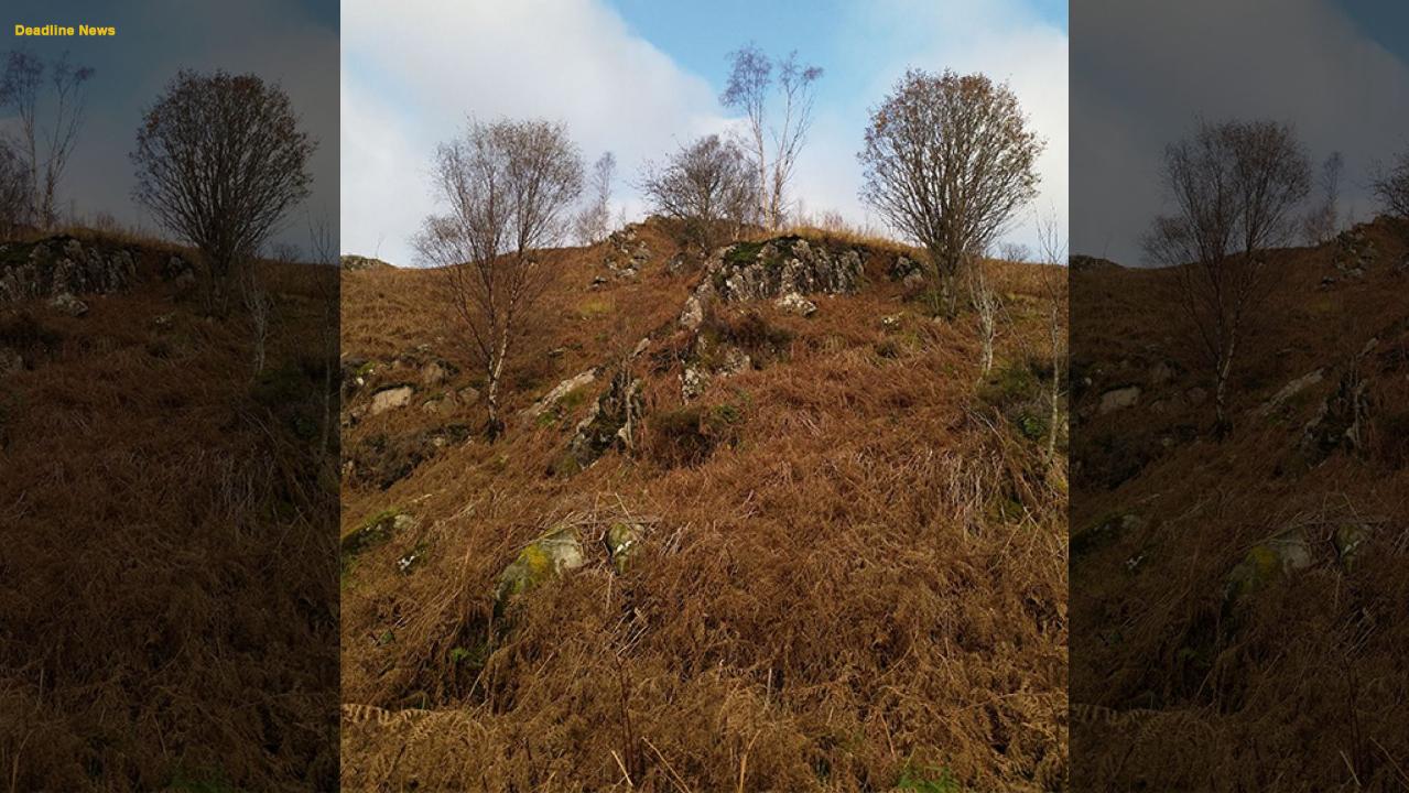 Can you spot the stag? Amazing photo of camouflaged deer goes viral