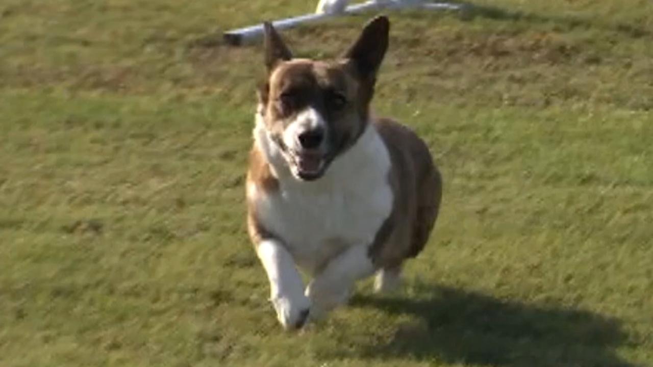 Tog dogs compete in world agility championships