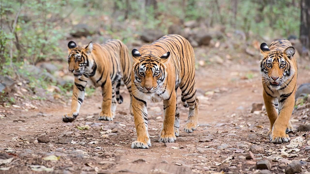 Villagers use Calvin Klein cologne, tractor to kill man-eating tigers
