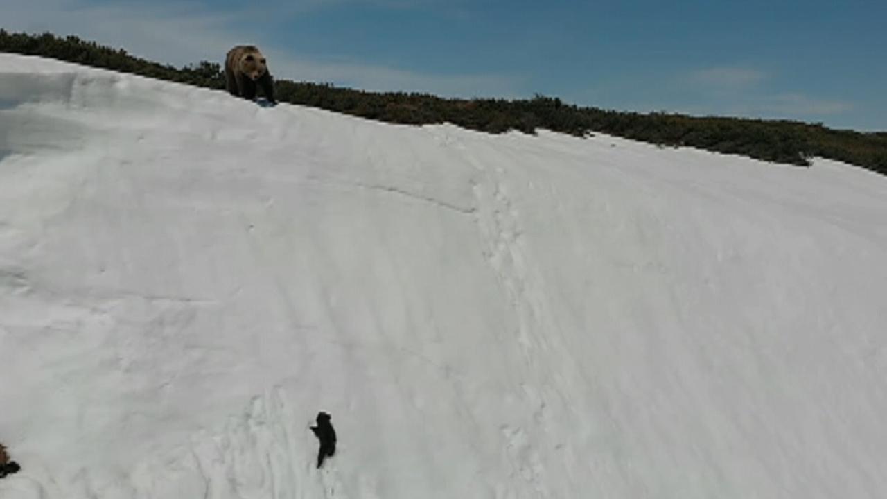 Bear cub falls down snowy mountainside, climbs back up 