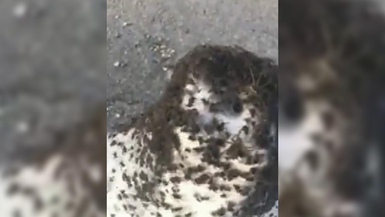 Thousands of spiders invade Arkansas highway