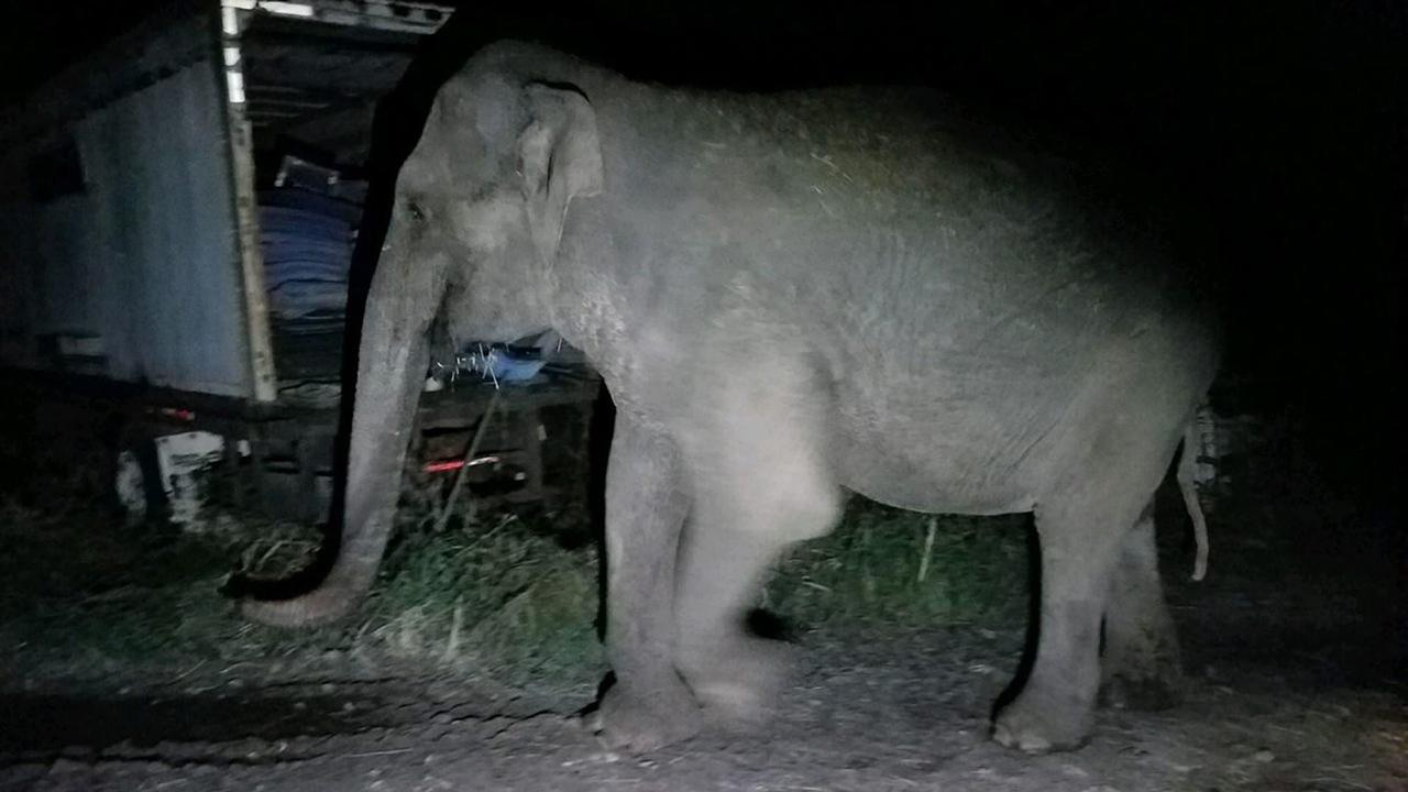 Elephant found roaming in New York town