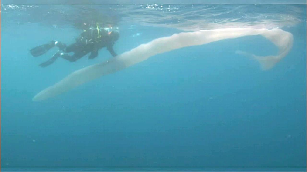 26-foot-long ‘worm’ stuns divers