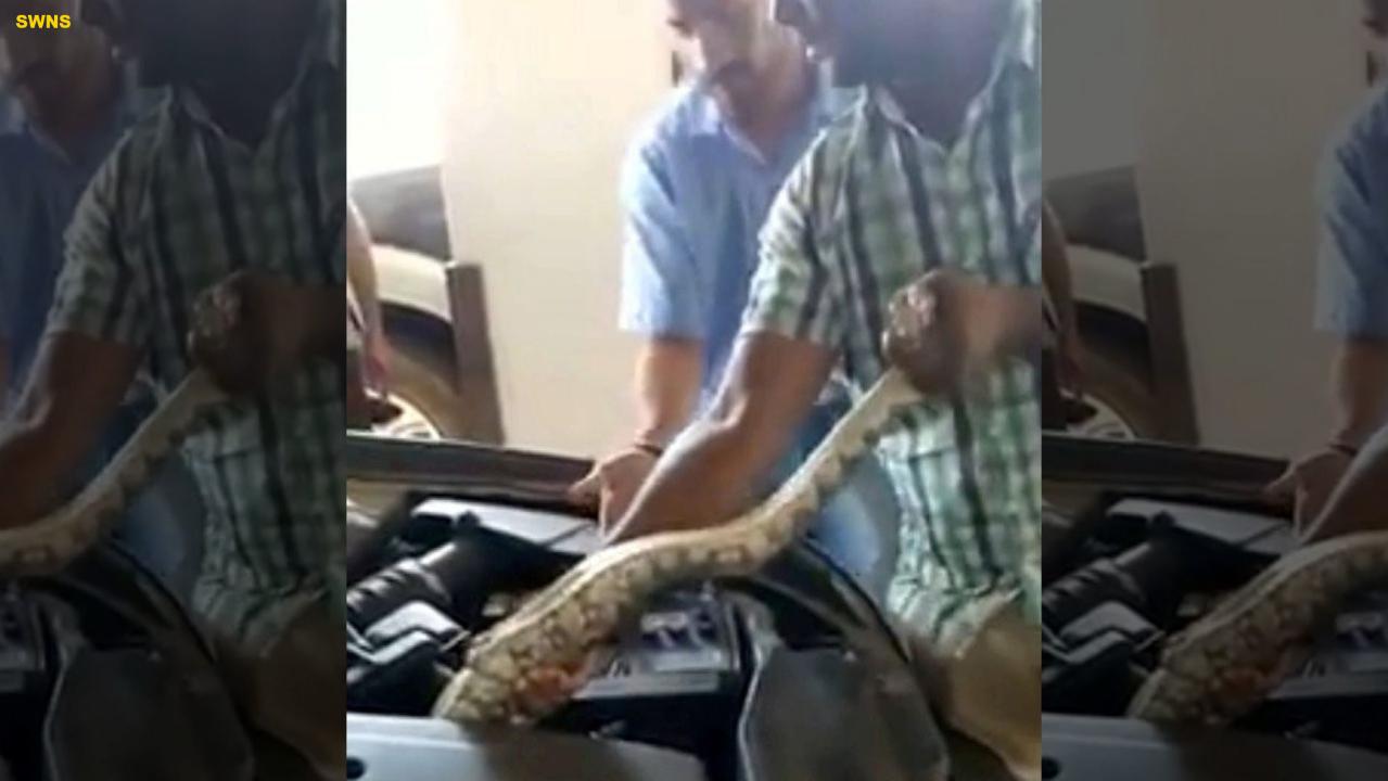 Man finds 8-foot python in his car’s engine