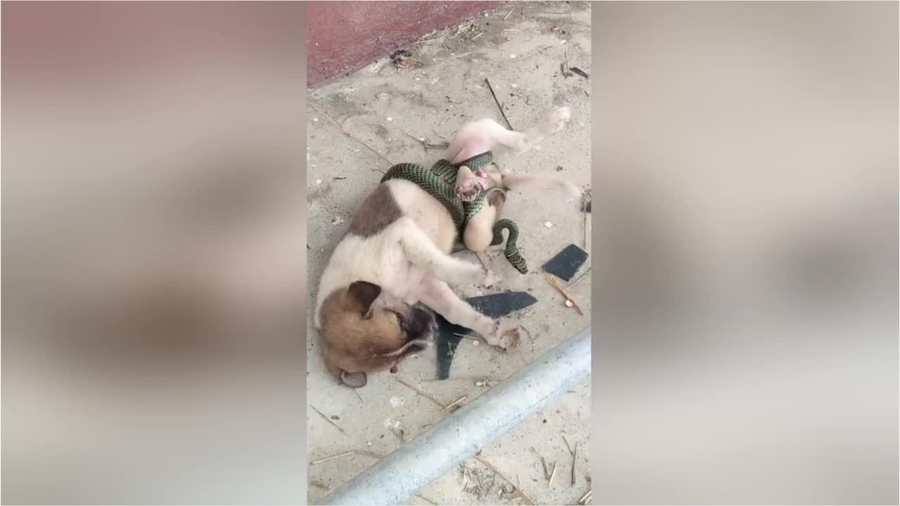 Shocking video: Puppy rescued from snake in Thailand