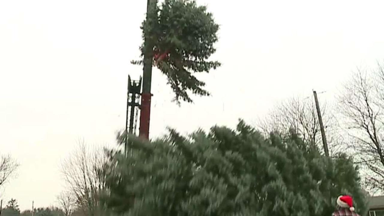 Top of Ohio Christmas tree snaps off