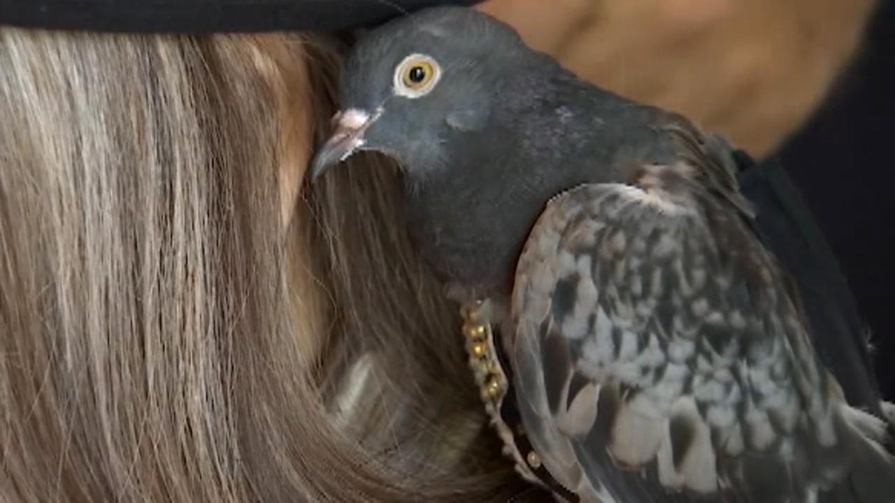 'Liberace' the lost, bedazzled pigeon reunited with family