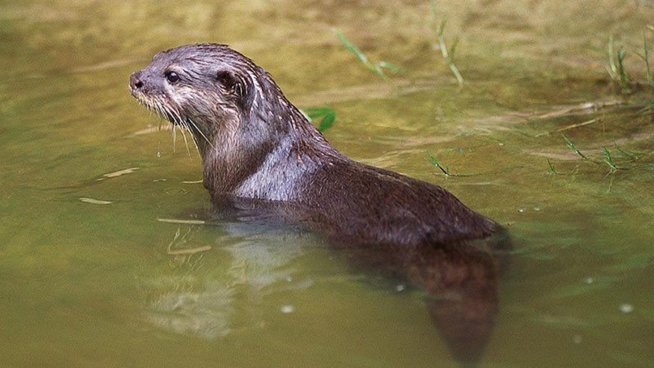 Otter terrorizes Chinese garden in Vancouver