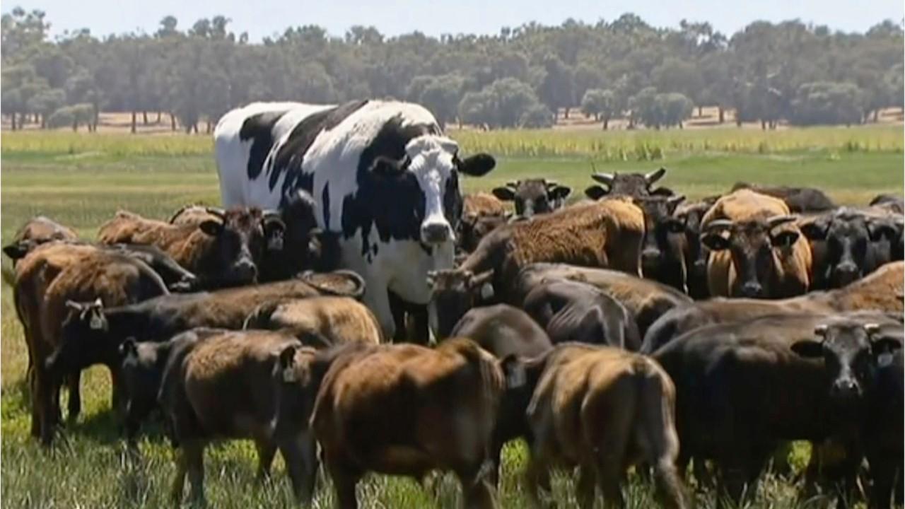Enormous bovine goes viral, saved from the slaughterhouse