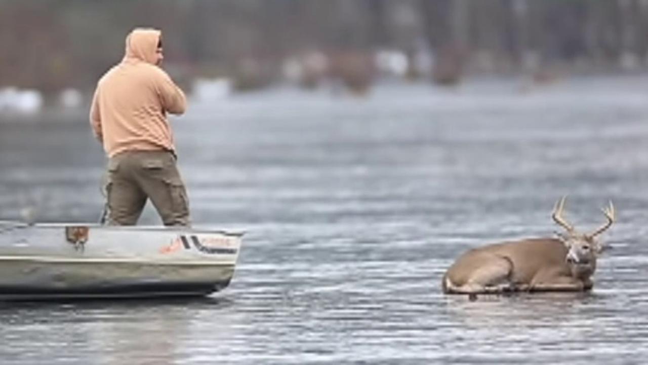 Pennsylvania man rescues deer from frozen lake