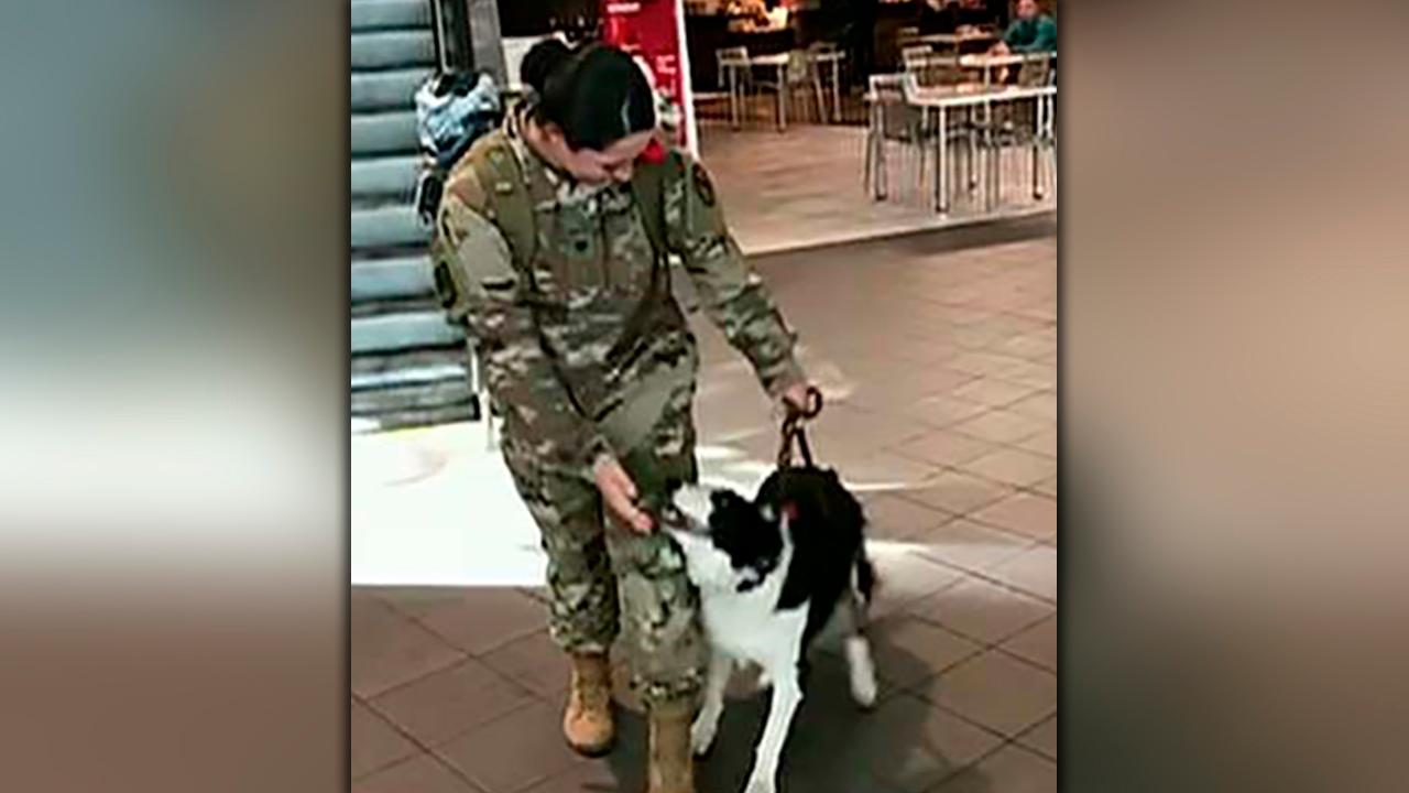 Dog gives soldier the ultimate welcome home