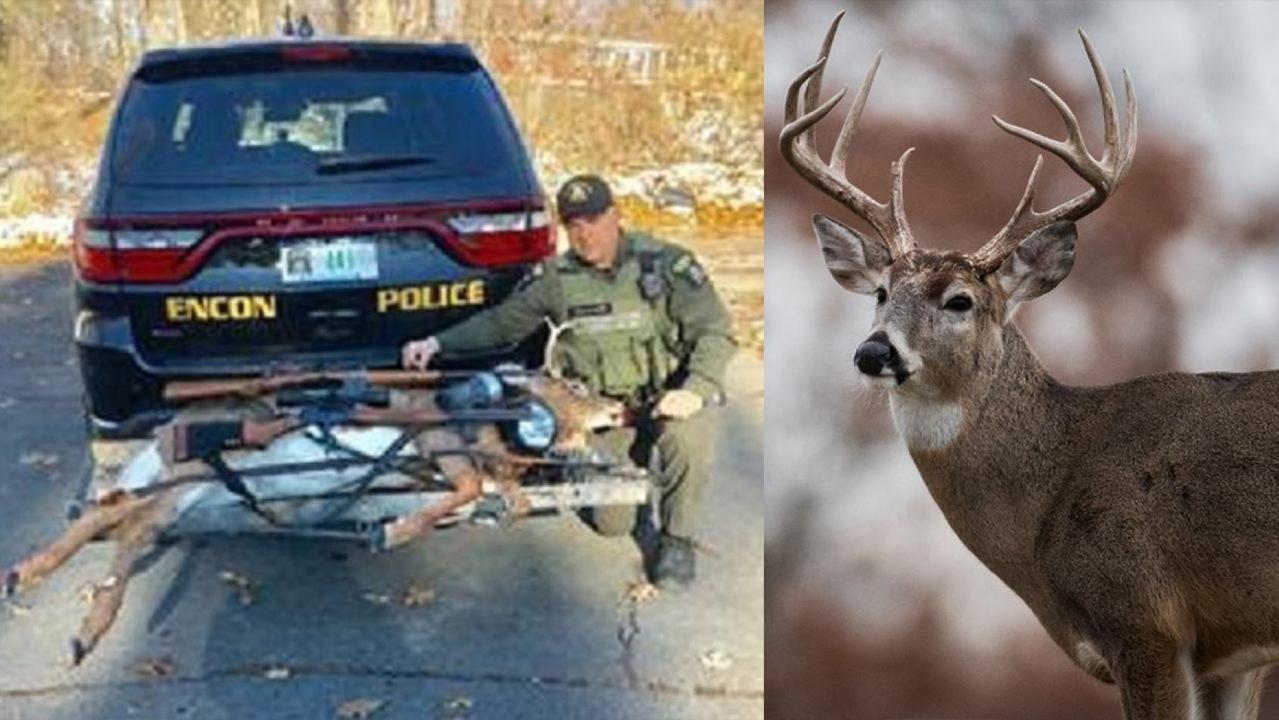 New York hunters fined after ‘zombie’ deer jumps from truck