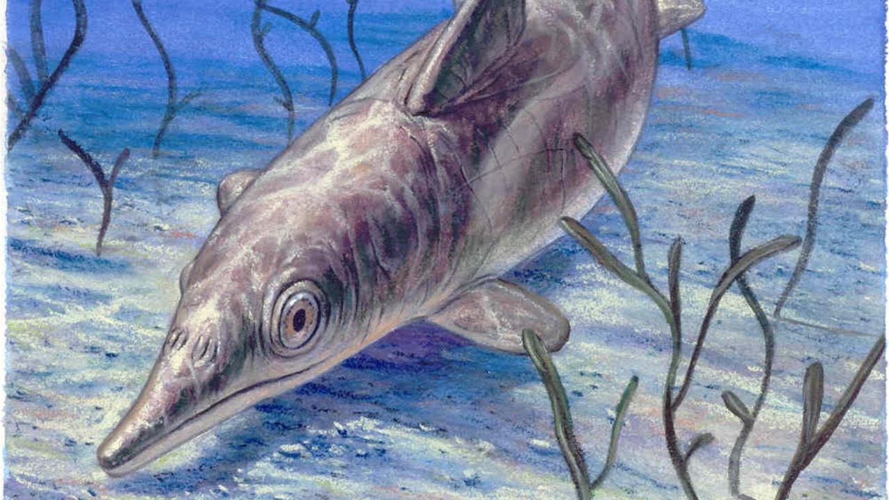'Sea monster' fossil found with skin and blubber residue