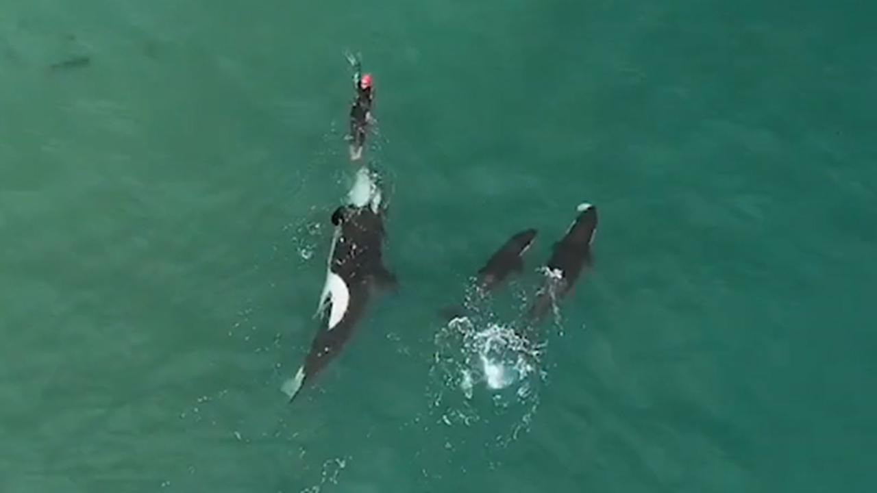 Watch dramatic video as killer whales approach lone swimmer
