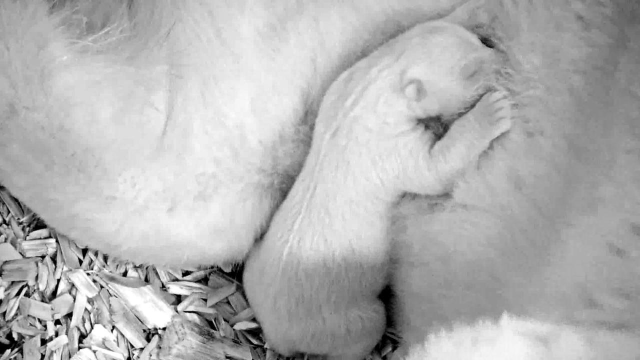 Adorable video: Polar bear cub caught snuggling with mom
