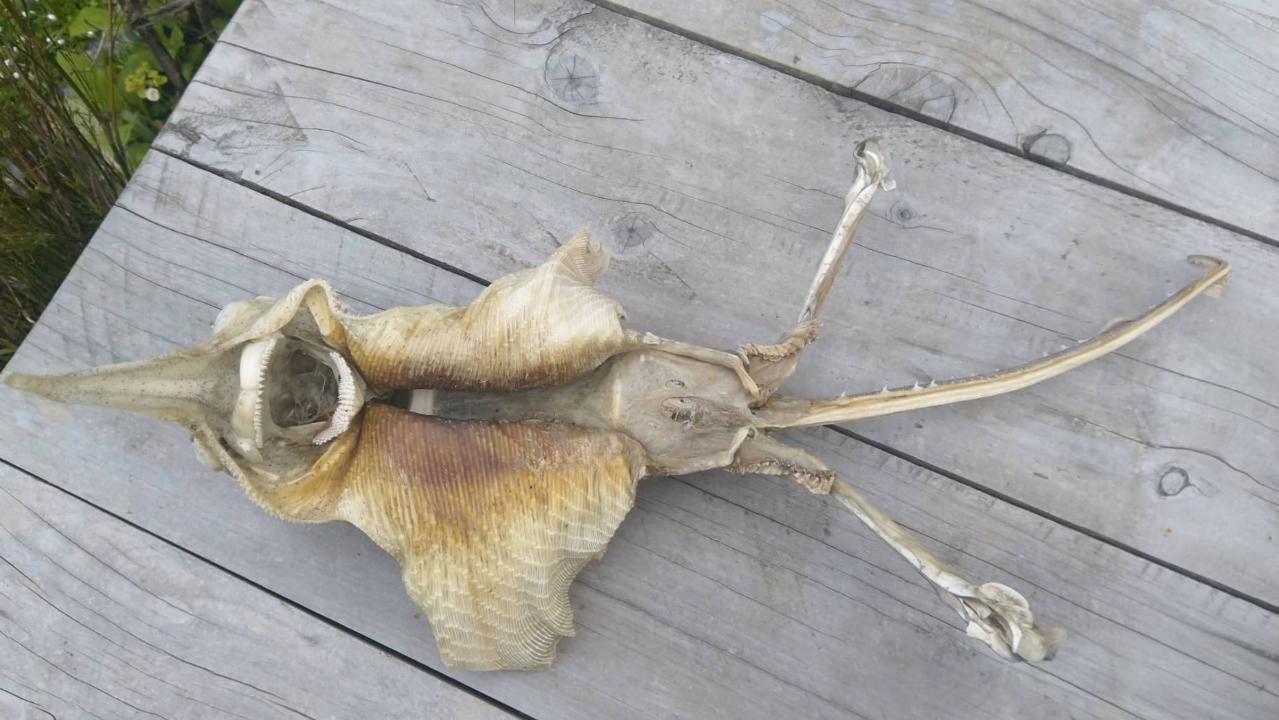 Mysterious sea creatures that washed ashore in 2018