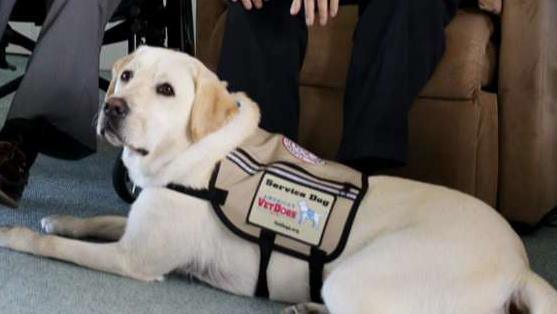 George H.W. Bush's service dog Sully recognized for his service