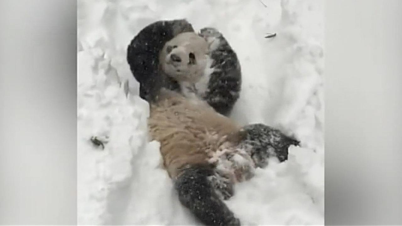 National Zoo shares compilation video of giant panda Bei Bei frolicking in the snow 
