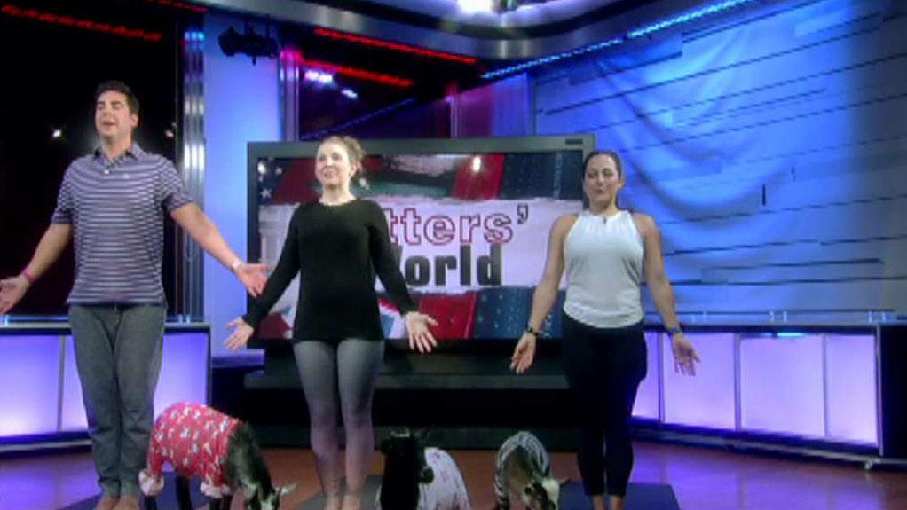 Goat yoga? Jesse Watters gives the new trend a try