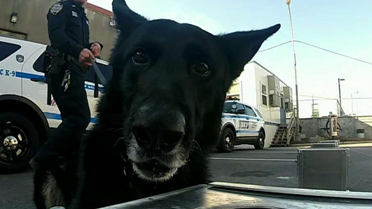 NYPD brings in K-9 units to help keep Times Square safe on New Year's Eve