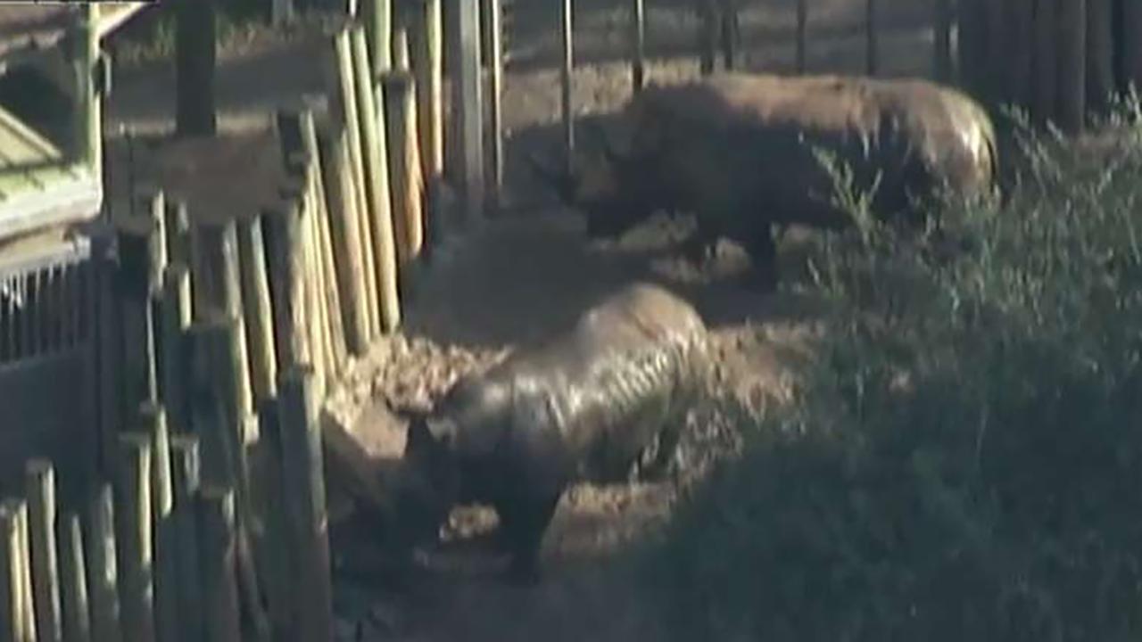 Toddler hurt after falling into rhino pit at Florida zoo