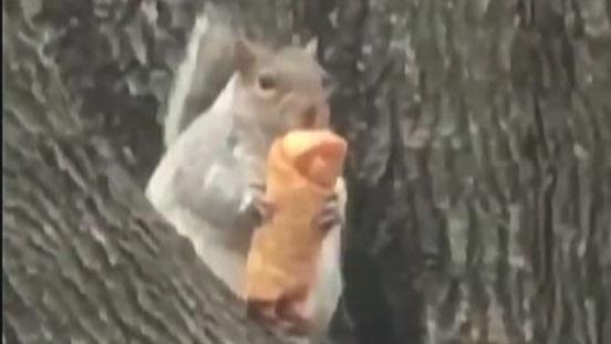 New York squirrel seen eating egg roll in a tree