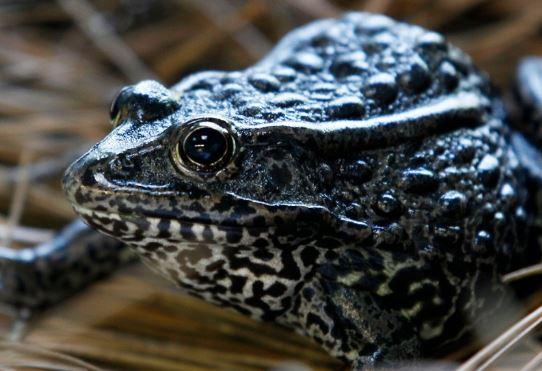Why was the gopher frog in front of the US Supreme Court?