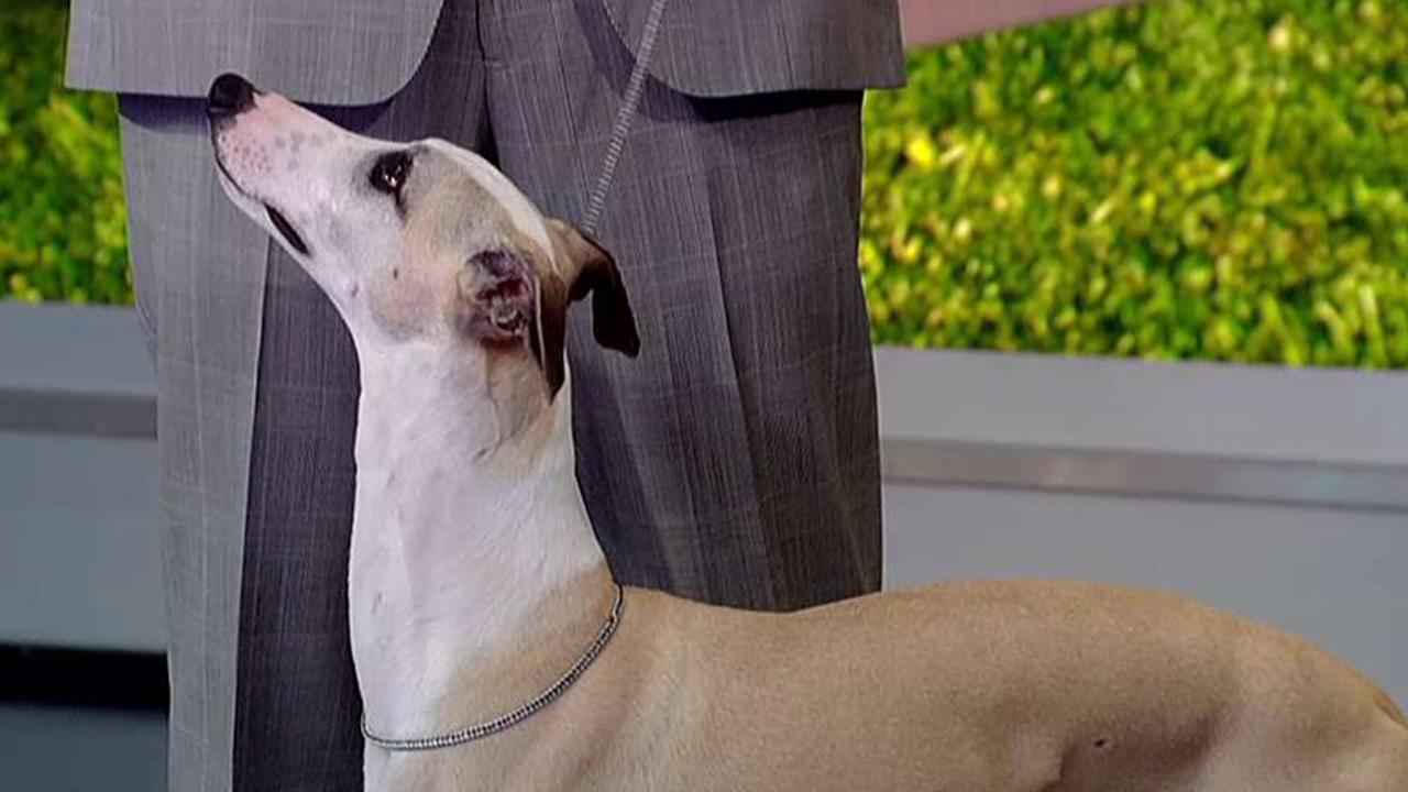 AKC National Championship best in show winner 'Whiskey' the whippet struts his stuff on 'Fox & Friends'