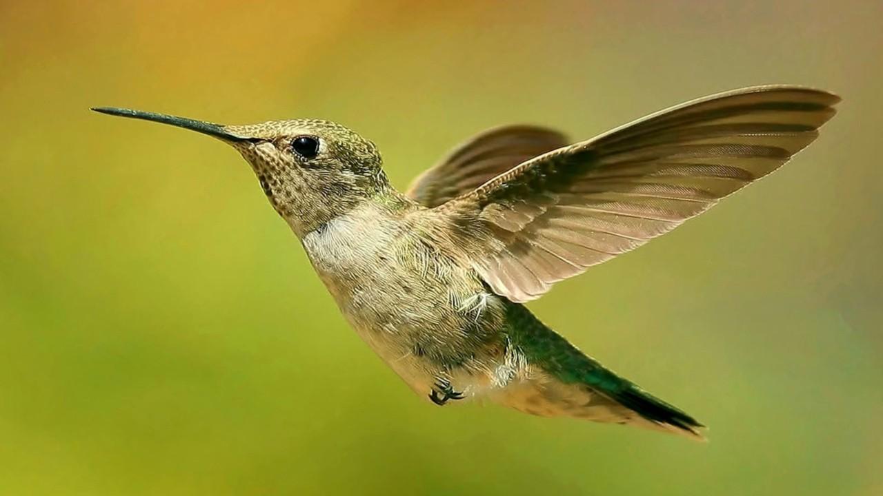 Hummingbirds are evolving ‘weaponized’ beaks with teeth for fighting