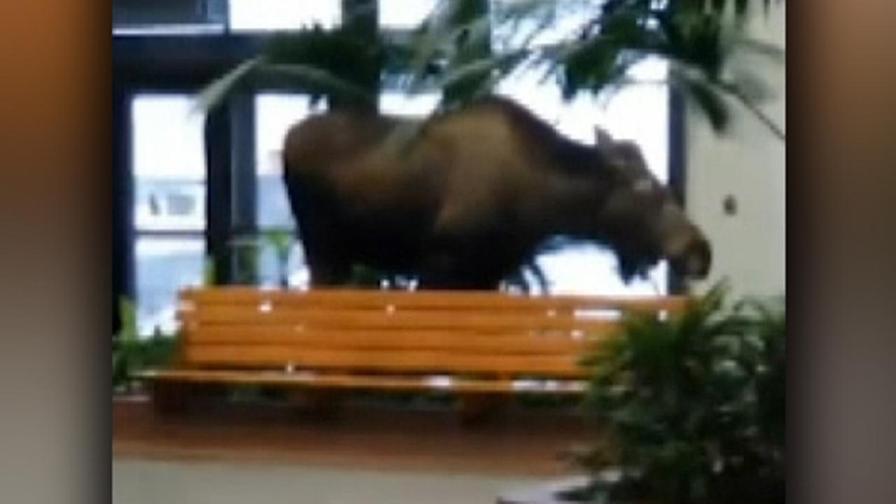 Hungry moose wanders into Alaska hospital and eats some plants