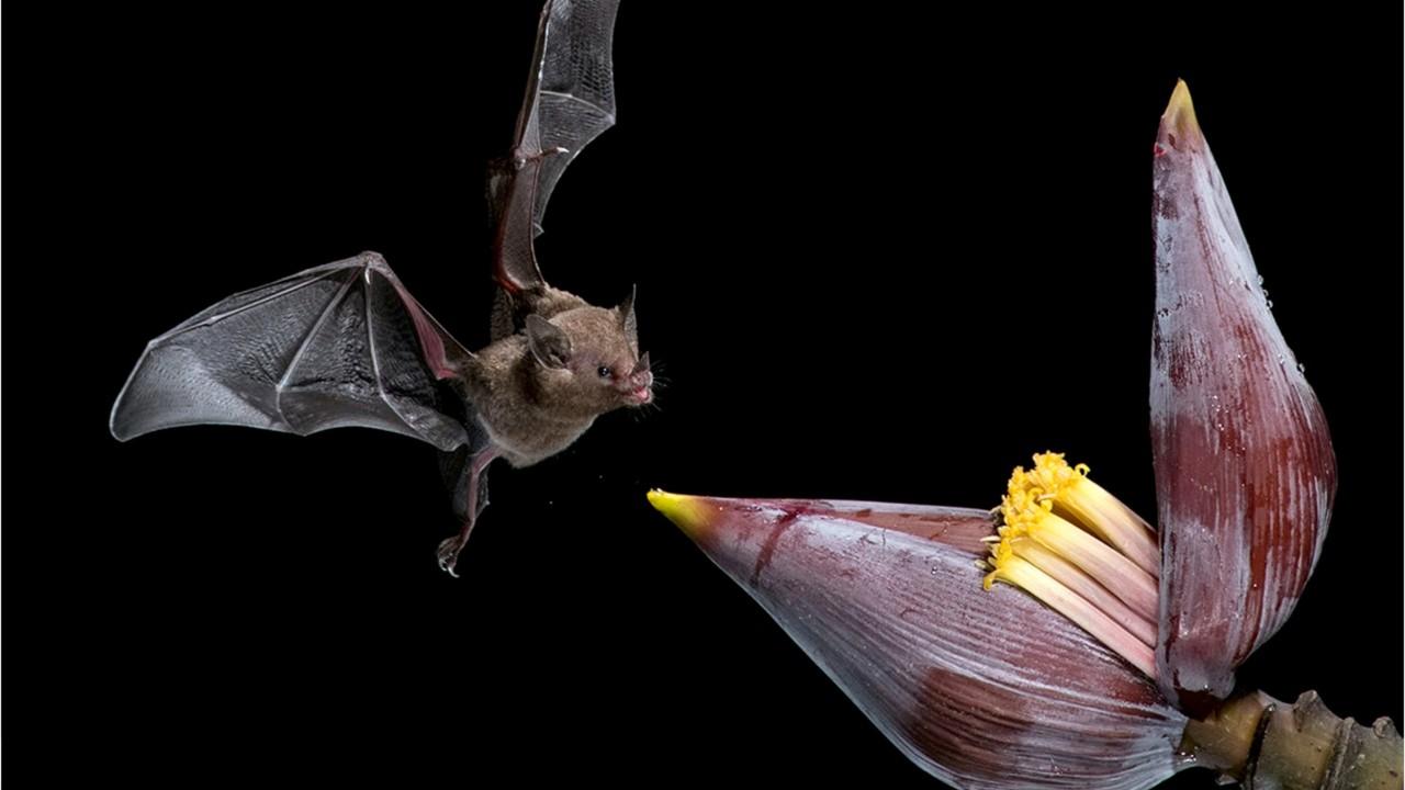 Incredible images show bat drinking nectar from a flower