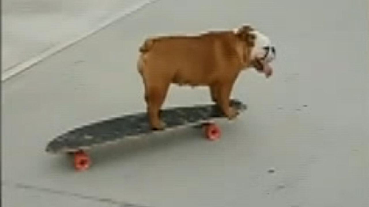 Talented bulldog shows off skateboard skills