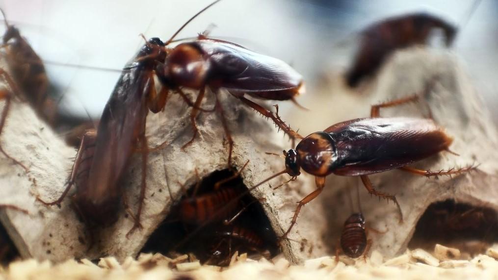 Как хлебарките се разпространяват по света, за да станат експертите по оцеляване, които познаваме днес