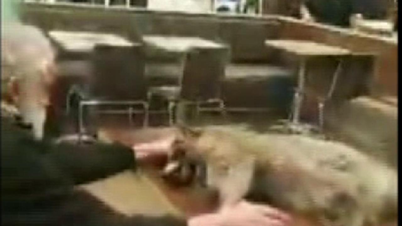 Disturbing Video: Man brings dead raccoon into San Francisco McDonald's, forces the restaurant to close