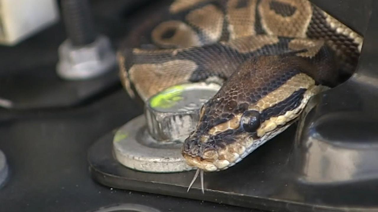 South Florida man finds snake wrapped around his car's engine
