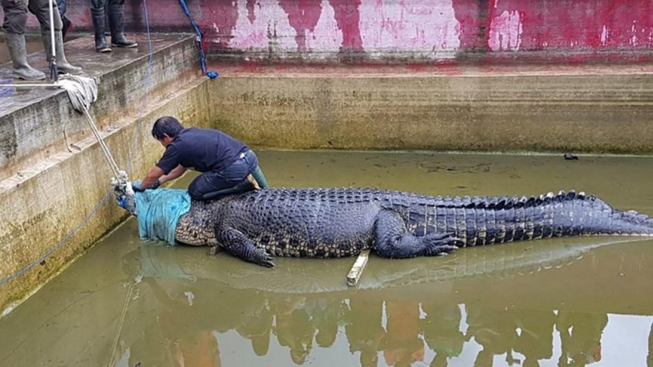Indonesian woman mauled to death by giant pet crocodile