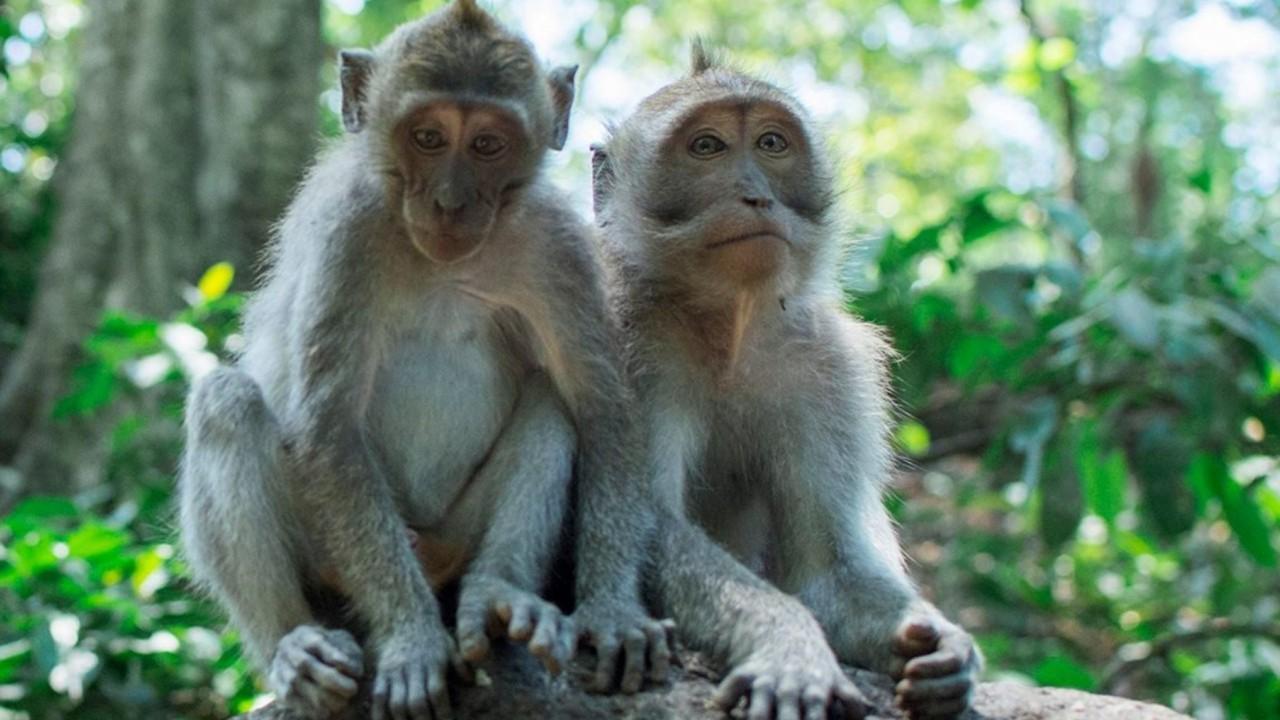 Gang of monkeys fatally chases Indian woman