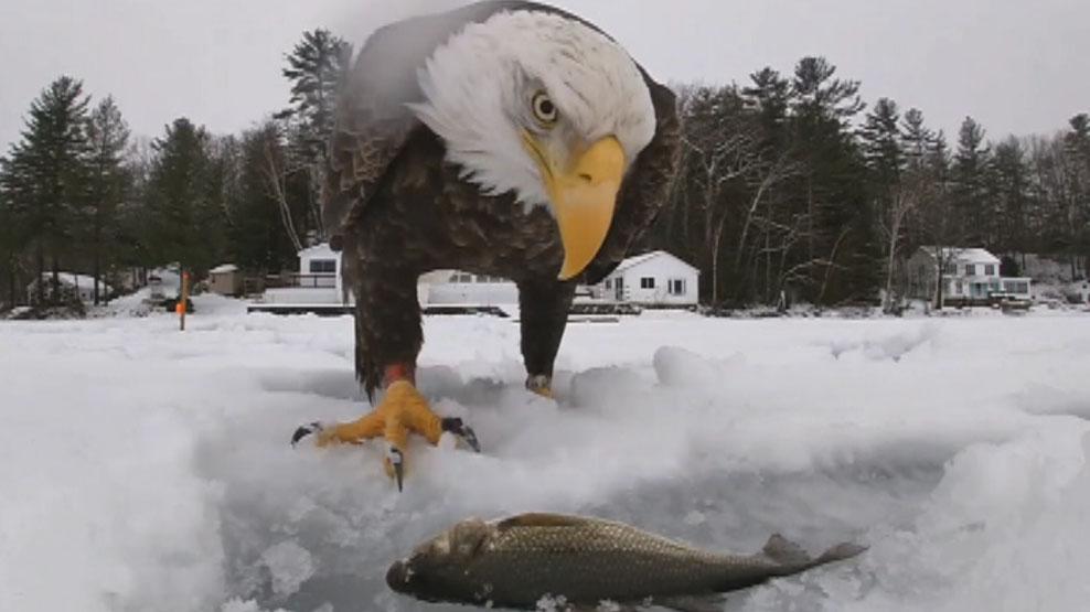 Bald eagle steals fisherman's first catch in incredible up-close video