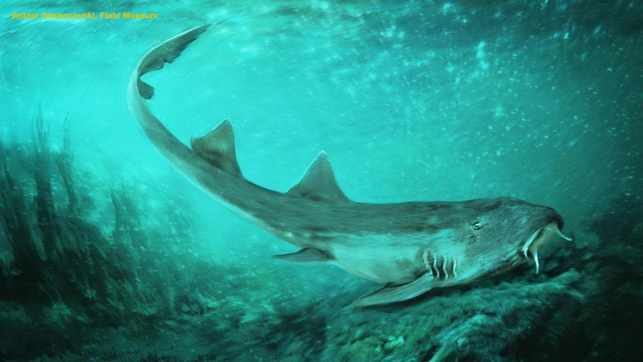 Prehistoric shark teeth discovered alongside famous Tyrannosaurus