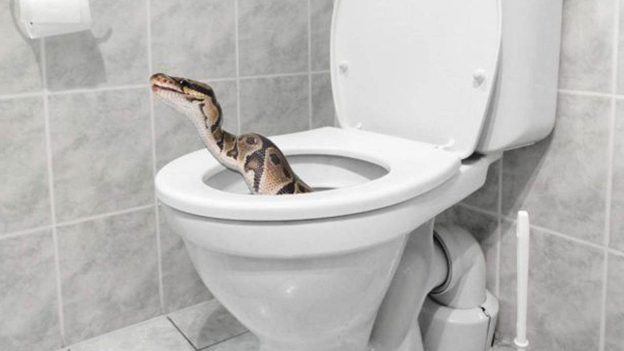 Horrified family finds huge python coiled in toilet