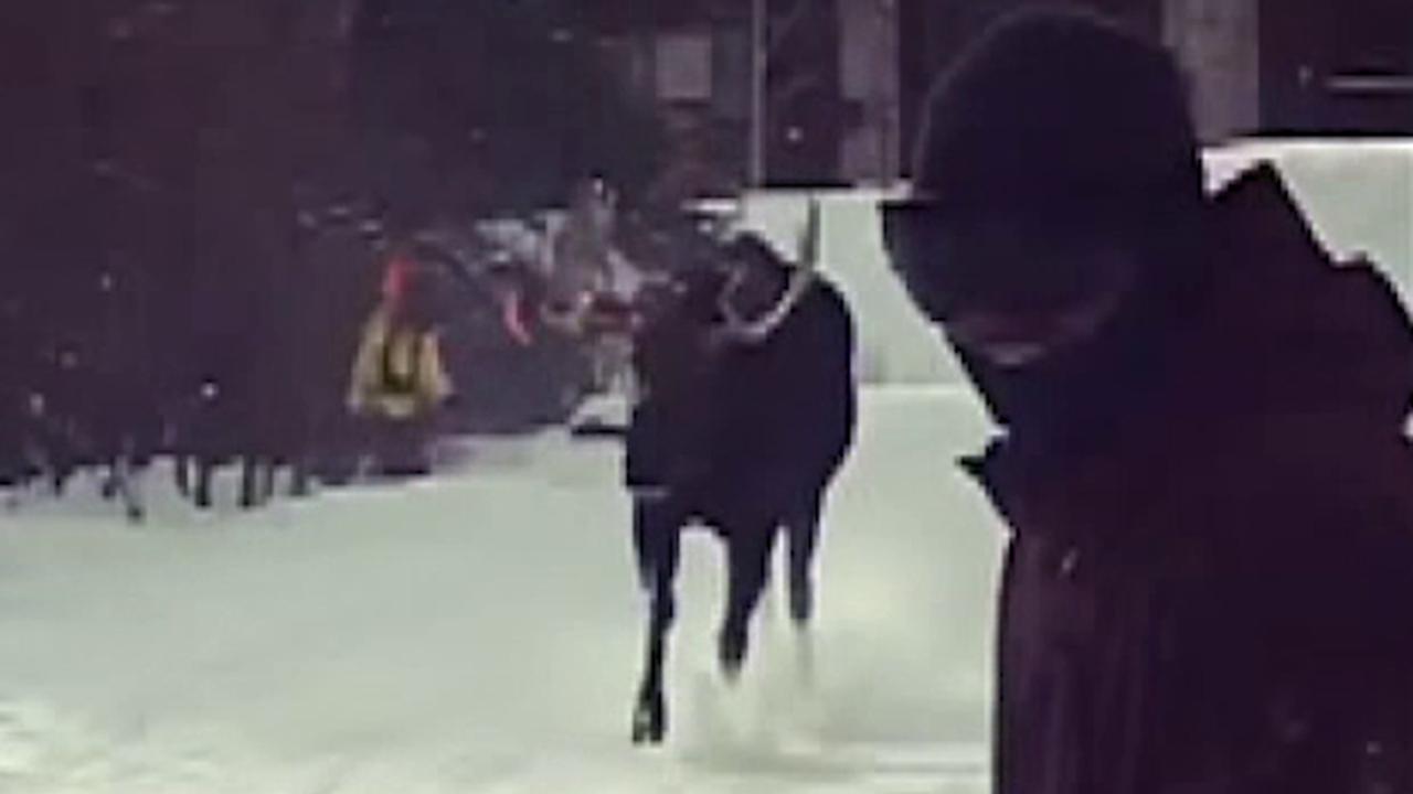 Raw video: Bull moose charges skiers in Breckenridge, Colorado