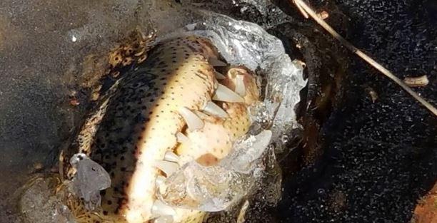 Innovative survival methods kick in for alligators in a freezing North Carolina swamp