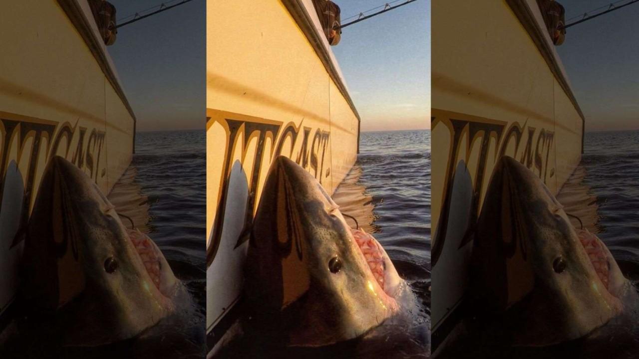 South Carolina fisherman hooks massive great white shark