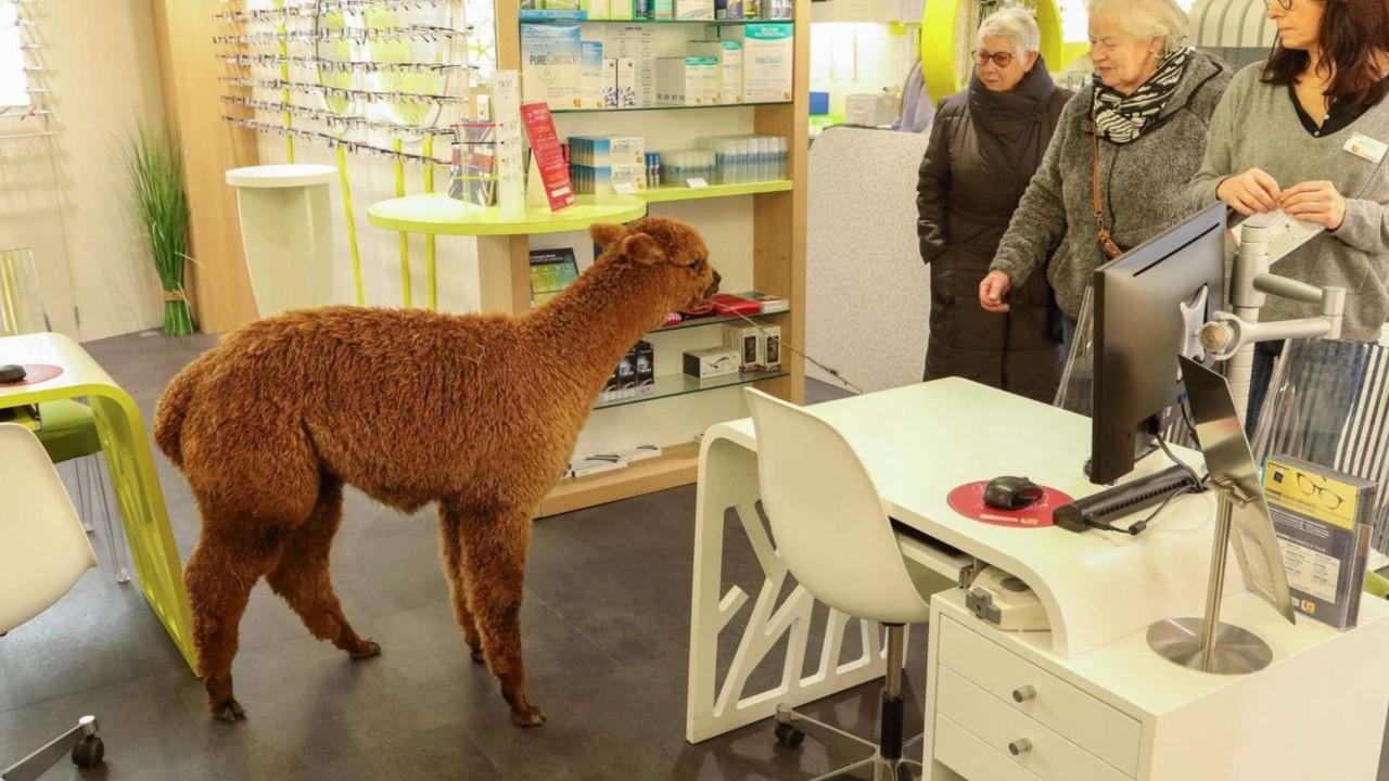 Alpaca wandered into optician's office then captured by police