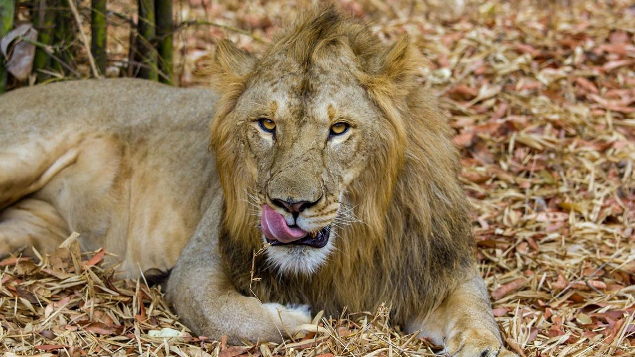 Two lions maul a man to death inside an Indian zoo enclosure